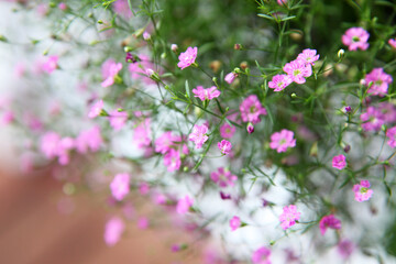 Closeup of pink and white babies breath flowers also known as Gypsum flowers