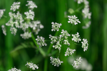 Obraz premium White flowering field grass