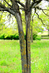 Stare pęknięte drzewo w parku