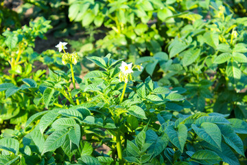 Flower potato beds in the summer garden