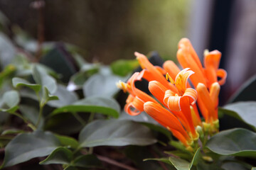 Closeup of beautiful orange honeysuckle flowers on dark background