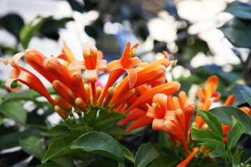 Closeup of beautiful orange honeysuckle flowers on dark background