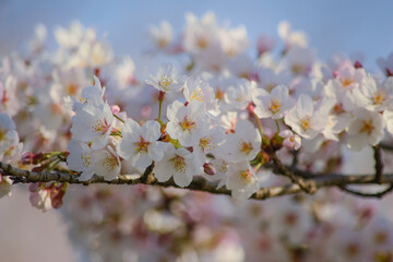 満開の桜の花をクローズアップ、美しさ100％！