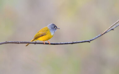 Grey Headed Canary on a branch