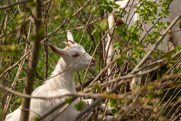 White domestic goat eating leaves