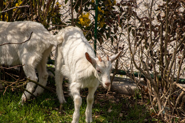 Two white domestic goats grazing