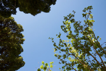 Fototapeta premium Trees in a park