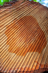 Texture Tronc d'arbre coupé