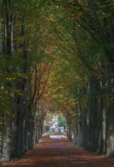Fall. Autumn. Lane structure. Maatschappij van Weldadigheid Frederiksoord Drenthe Netherlands. 