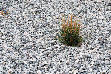 a Bush of green grass grows against a background of gray stone gravel