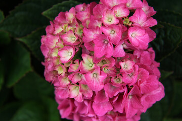 Closeup of beautiful pink and white hydrangea flower