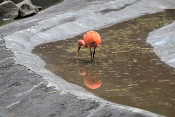 Roter Stichler mit Spiegelbild im Leipziger Zoo - Der fotogene Vogel gehört zur Gattung der Ibisse