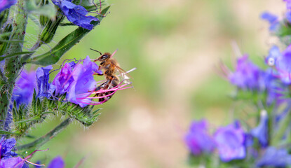 
in flight, a bee collects pollen from flowers and at the same time pollinates them.