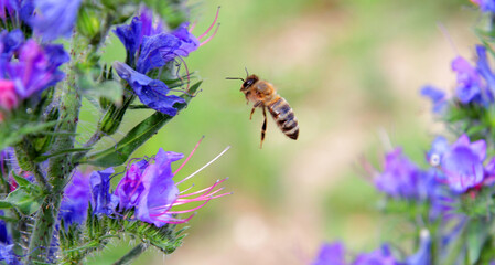 
in flight, a bee collects pollen from flowers and at the same time pollinates them.