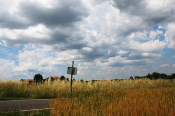Campo di grano dorato sotto un cielo nuvoloso e temporalesco, in una calda giornata di inizio...