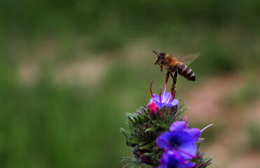 
in flight, a bee collects pollen from flowers and at the same time pollinates them.