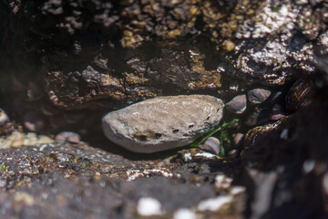 Live white abalone in a Pacific ocean rock crevice