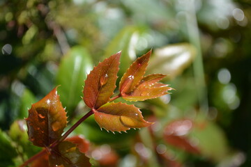 Close-up of green, brown, brown magonia leaves growing in the garden of a country house in spring...