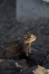 Squirrel watching the sunset!!