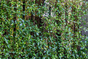 Garden decoration with Green leaves and steel rail foliage nature green background