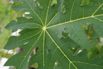 close up of green leaf