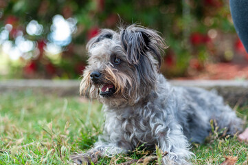 Adorable Mini Schnauzer Terrier smiling and panting in the grass at the park
