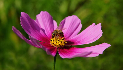 Fototapeta premium bee on pink flower