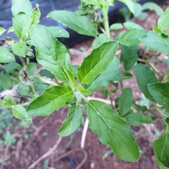 Obraz premium Thai basil is a type of basil.Sweet Basil, Thai Basil