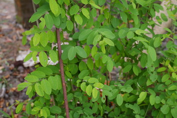 green leaves background