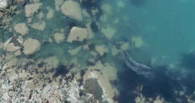 AERIAL TS MS Weddel Seal (Leptonychotes weddellii) swimming in Cierva Cove / Antarctic Peninsula, Antarctica