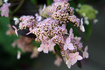 Closeup of beautiful pink and white hydrangea flower
