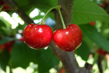 Couple of red heart cherries on a tree