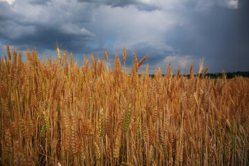 Campo di grano dorato sotto un cielo nuvoloso e temporalesco, in una calda giornata di inizio estate in pianura padana