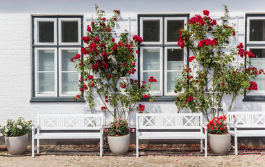White benches and red roses in the vourtyard of castle Glucksburg, Germany