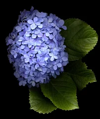 Gordijnen Closeup of Blue hydrangea flowers on plain background © jacquimartin
