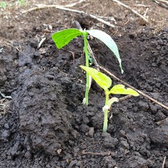 young soy been seedling.Plant seed growing