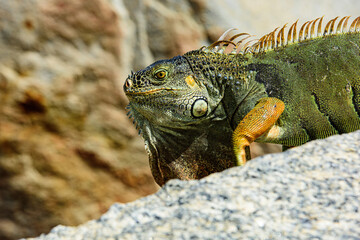 lizard of the genus Iguana native to Central, South America.