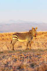 Fototapeta na wymiar An Alert Cape Mountain Zebra