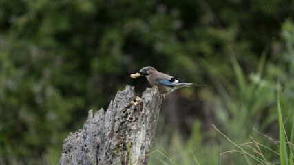 Ghiandaia in volo