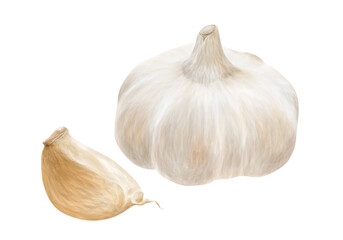 Fototapeta premium 大蒜の水彩