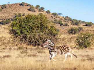 Obraz premium Burchell's Zebra in the Mountain Zebra National Park
