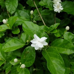 Obraz na płótnie Canvas Natural beautiful white jusmine