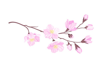 Branch of Cherry Blossom with Tender Pink Flowers Vector Illustration