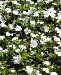 White Impatients flowers surrounded by green leaves