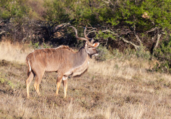 A Kudu Bull in its Prime