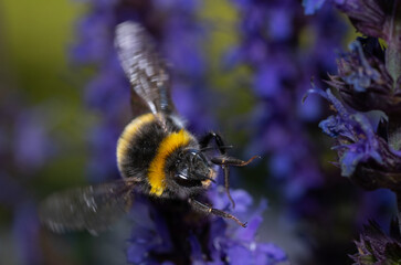 Close up of a bumblebee pollinating flowers