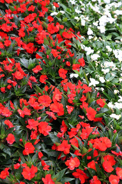 Red Impatients flowers surrounded by green leaves