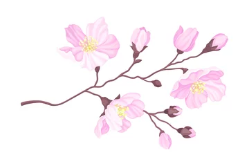 Foto op Canvas Blooming Cherry Branch with Tender Pink Flower Blossoms Vector Illustration © Happypictures