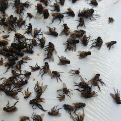 Many fly on the white background, Dirty insect and dead fly on the floor