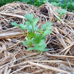 Fresh leaves coriander plant in farm
